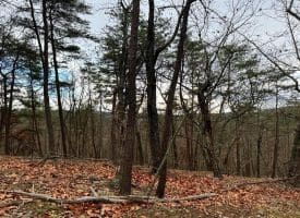 6 Beaver Run Rd, Burlington, WV 26710