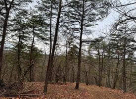 6 Beaver Run Rd, Burlington, WV 26710