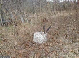 Moler Drive, Augusta, WV 26704