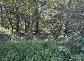 4.16 Ac Falconwood Rd, Paw Paw, WV 25434