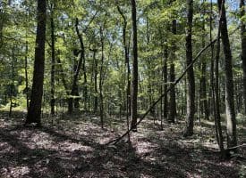 5.05 Ac Hoy Rd, Augusta, WV 26704