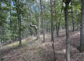 20.32 Ac Trough Rd, Moorefield, WV 26836