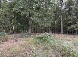 36.02 Ac Parker Hollow Rd, Lost River, WV 26810