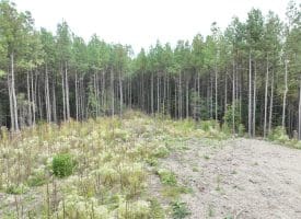26.89 Ac N. Texas Rd, Delray, WV 26714