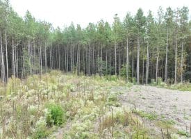 26.89 Ac N. Texas Rd, Delray, WV 26714