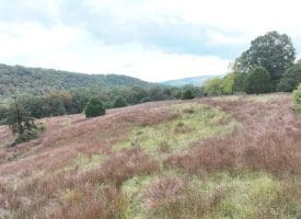 36.02 Ac Parker Hollow Rd, Lost River, WV 26810