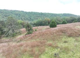 36.02 Ac Parker Hollow Rd, Lost River, WV 26810