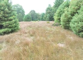 36.02 Ac Parker Hollow Rd, Lost River, WV 26810