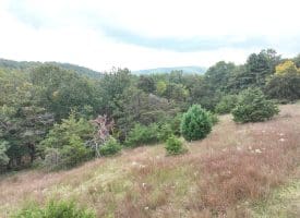 36.02 Ac Parker Hollow Rd, Lost River, WV 26810