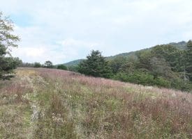 36.02 Ac Parker Hollow Rd, Lost River, WV 26810