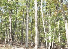 Lot 14 Deep Run Hollow, Delray, WV 26714