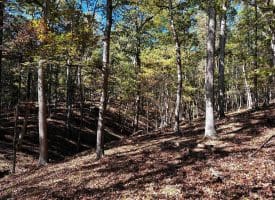 7313 Little Cacapon Rd, Romney, WV 26757