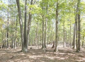 Lot 14 Deep Run Hollow, Delray, WV 26714