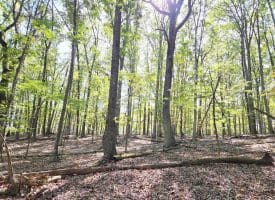 Lot 14 Deep Run Hollow, Delray, WV 26714
