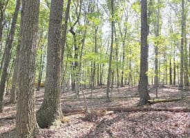 Lot 14 Deep Run Hollow, Delray, WV 26714