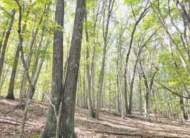 Lot 14 Deep Run Hollow, Delray, WV 26714
