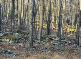 Lot 38 Monongahela Ln, Maysville, WV 26833