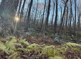 Lot 38 Monongahela Ln, Maysville, WV 26833