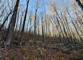 Lot 38 Monongahela Ln, Maysville, WV 26833