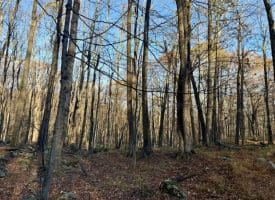 Lot 38 Monongahela Ln, Maysville, WV 26833