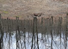 9.50 AC BIRD RIDGE ROAD, SPRINGFIELD, WV 26763