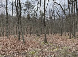9.50 AC BIRD RIDGE ROAD, SPRINGFIELD, WV 26763