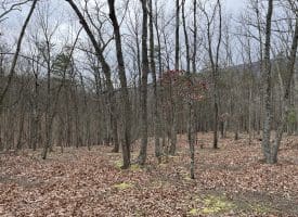 9.50 AC BIRD RIDGE ROAD, SPRINGFIELD, WV 26763