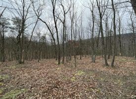 9.50 AC BIRD RIDGE ROAD, SPRINGFIELD, WV 26763