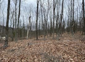 9.50 AC BIRD RIDGE ROAD, SPRINGFIELD, WV 26763