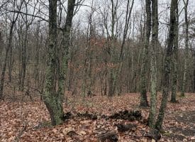 239 Bird Ridge Road, Springfield, WV 26763