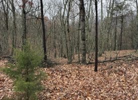 239 Bird Ridge Road, Springfield, WV 26763