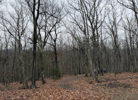 239 Bird Ridge Road, Springfield, WV 26763