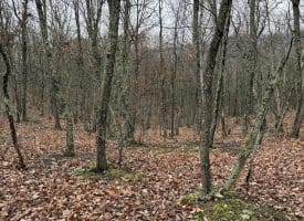 239 Bird Ridge Road, Springfield, WV 26763