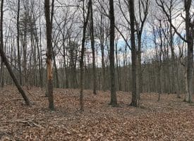 1489 PAINTER HOLLOW RD, FORT ASHBY WV 26719