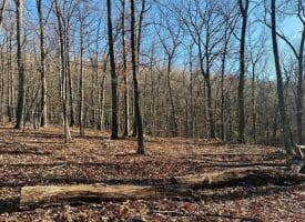 Lot 18 Sec 8 Butterfly Ln, Slanesville, WV 25444