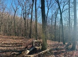 Lot 18 Sec 8 Butterfly Ln, Slanesville, WV 25444