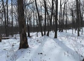 Lot 6 Pauls Woods Rd, Delray, WV 26714