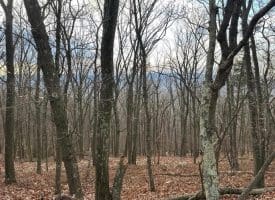 Lot 14 Sec 8 Lawyer Ln, Slanesville, WV  25444