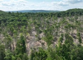 686.10 Acres Thorn Bottom Rd., Wardensville, WV  26851