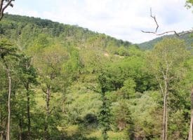 686.10 Acres Thorn Bottom Rd., Wardensville, WV  26851