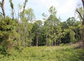 686.10 Acres Thorn Bottom Rd., Wardensville, WV  26851