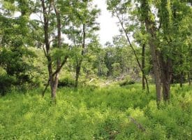 686.10 Acres Thorn Bottom Rd., Wardensville, WV  26851