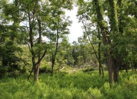 686.10 Acres Thorn Bottom Rd., Wardensville, WV  26851