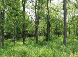 686.10 Acres Thorn Bottom Rd., Wardensville, WV  26851