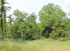 686.10 Acres Thorn Bottom Rd., Wardensville, WV  26851