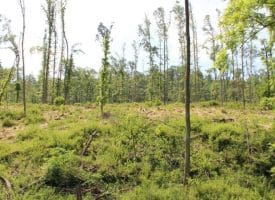 686.10 Acres Thorn Bottom Rd., Wardensville, WV  26851