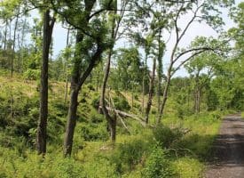 686.10 Acres Thorn Bottom Rd., Wardensville, WV  26851