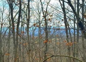 Lot 13-A Beam Rd., Romney, WV  26757