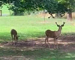 5787 Bloomery Pike, Augusta, WV  26704