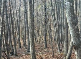 Lot 13-A Beam Rd., Romney, WV  26757